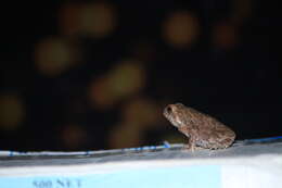 Image of Asian black-spined toad