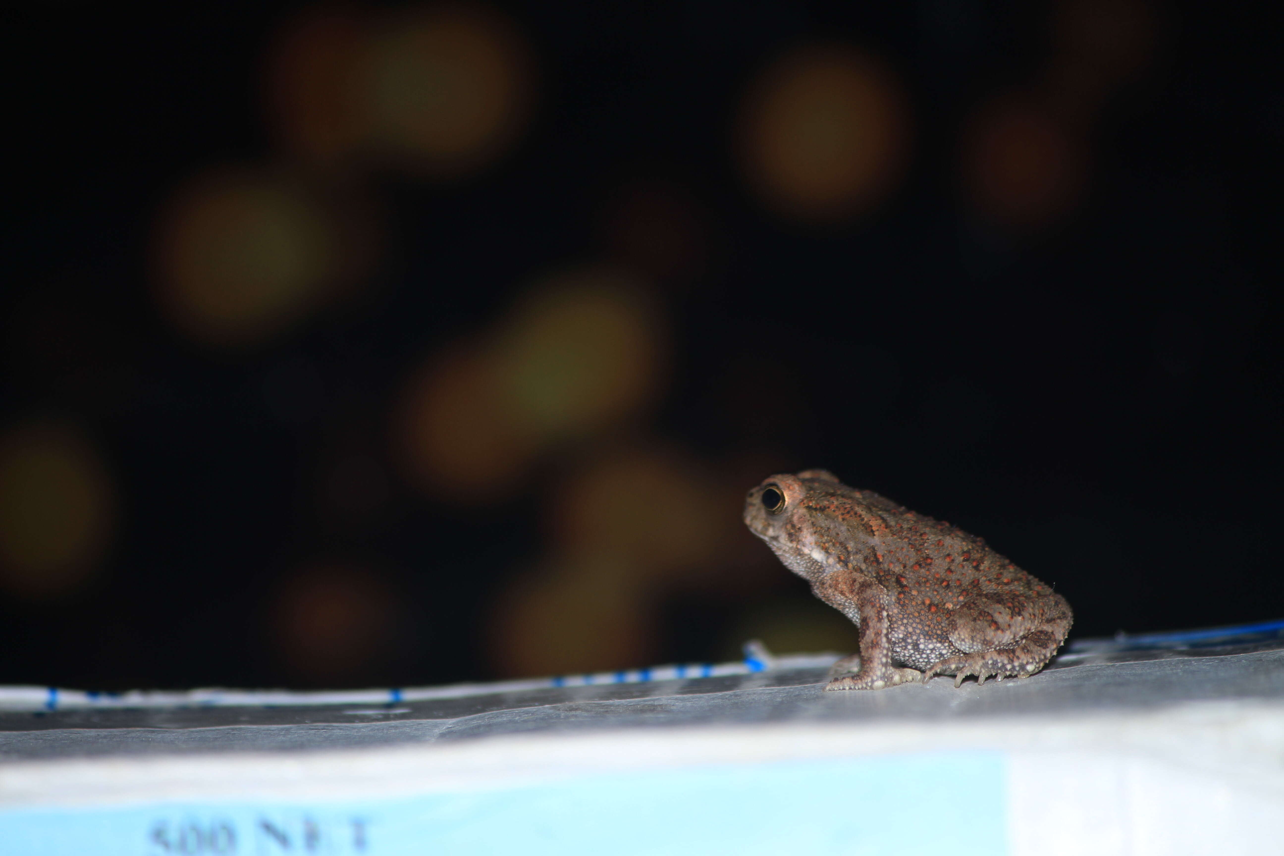 Image of asian black spotted toad