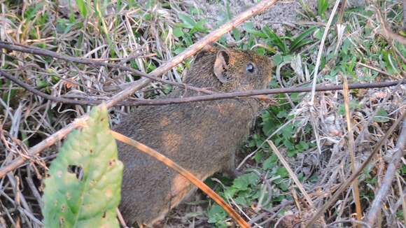 Image of Brazilian Guinea Pig