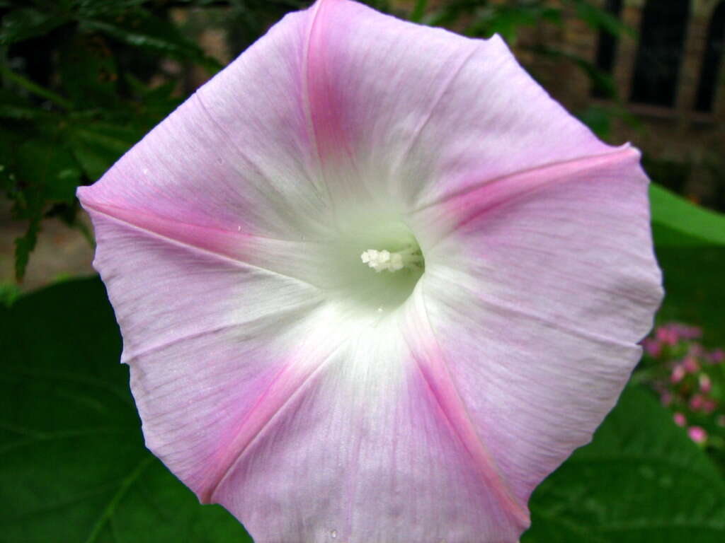 Image of tall morning-glory