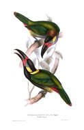 Image of Guianan Toucanet