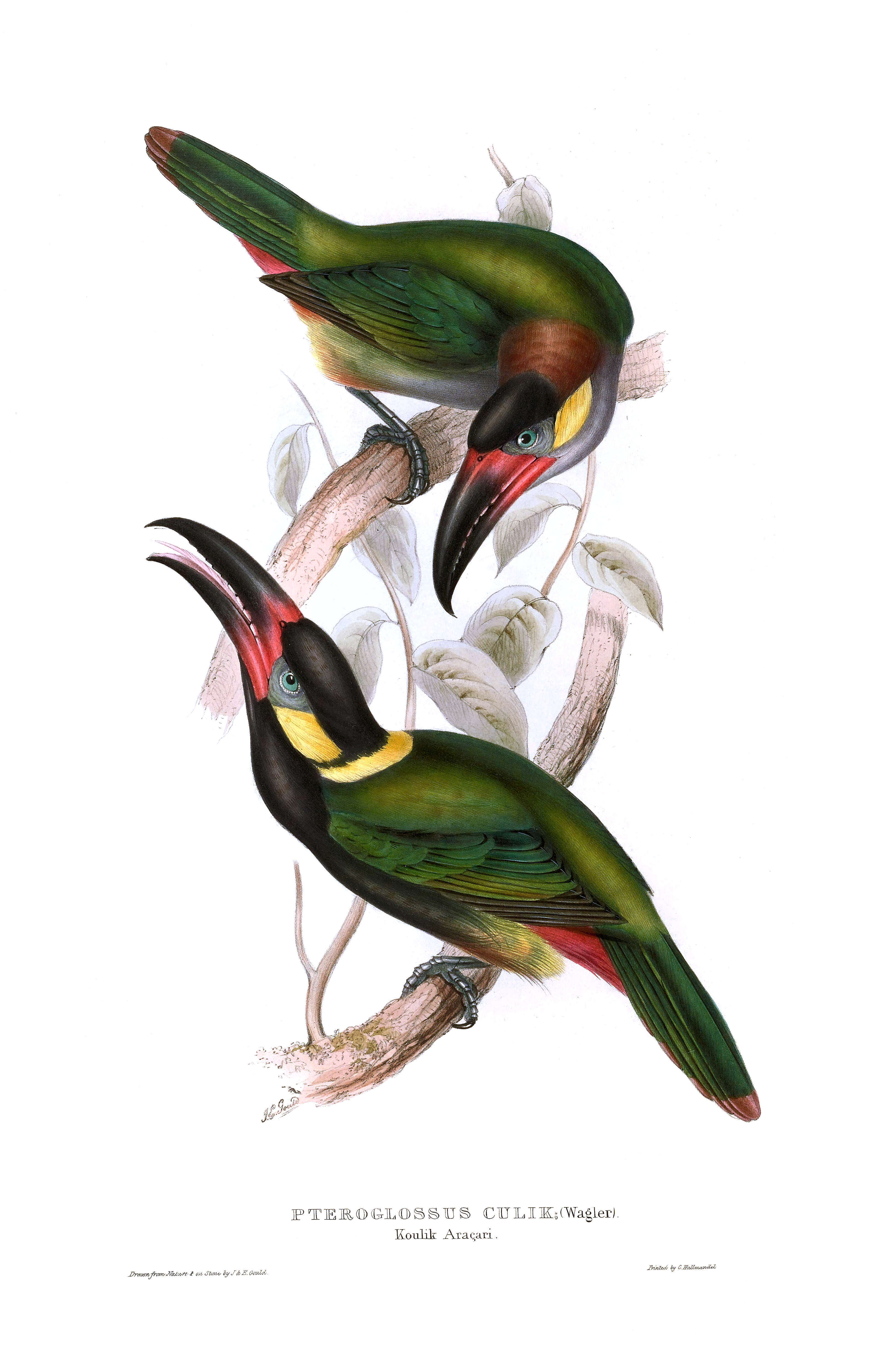 Image of Guianan Toucanet