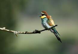 Image of bee-eater, european bee-eater