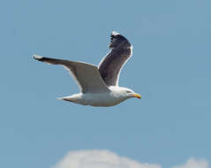 Image of Great Black-backed Gull