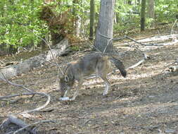 Image of Red wolf