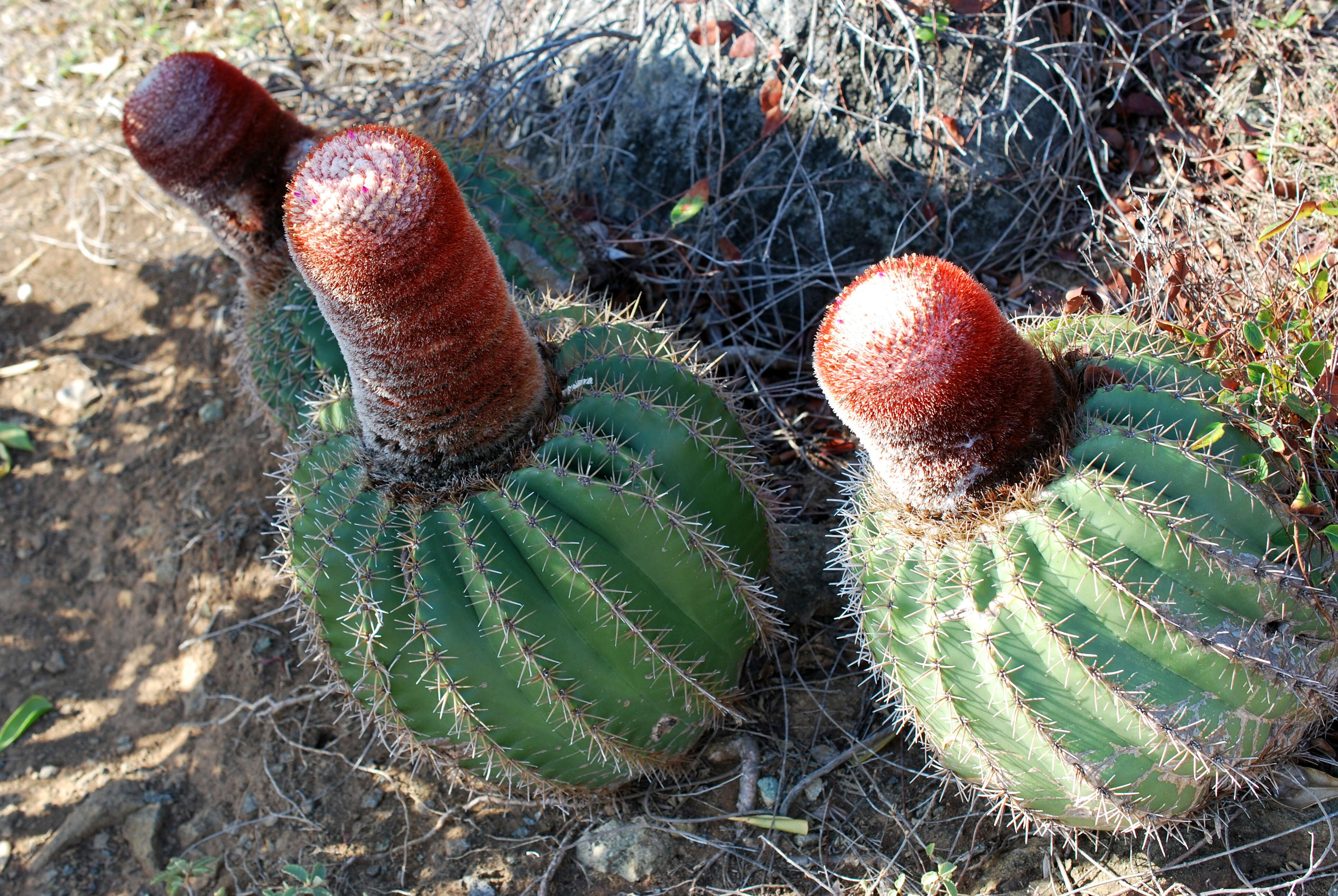 Image of Barrel Cactus