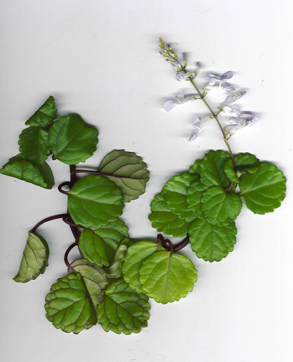 Image de Plectranthus verticillatus (L. fil.) Druce