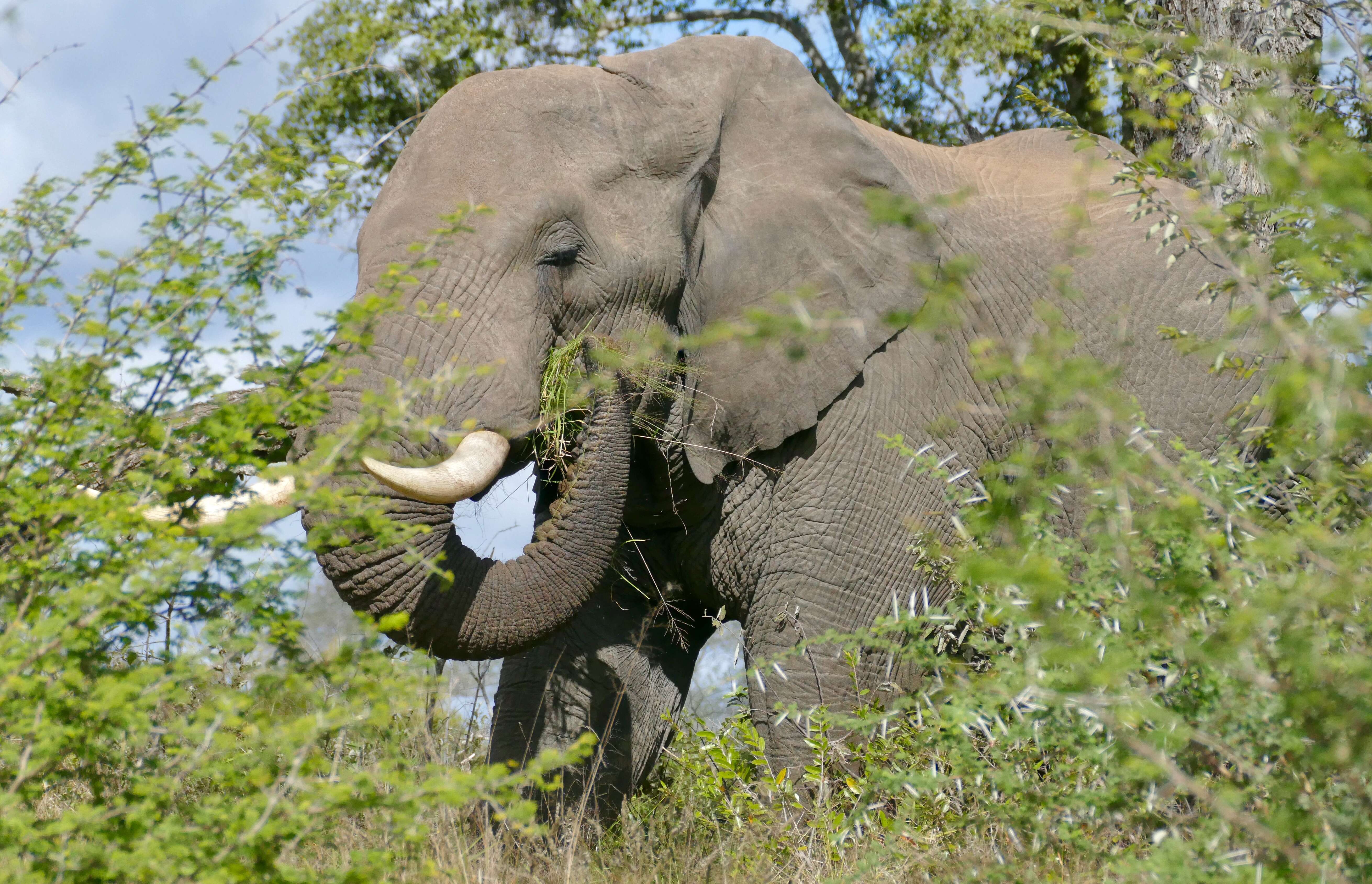 Image of African bush elephant