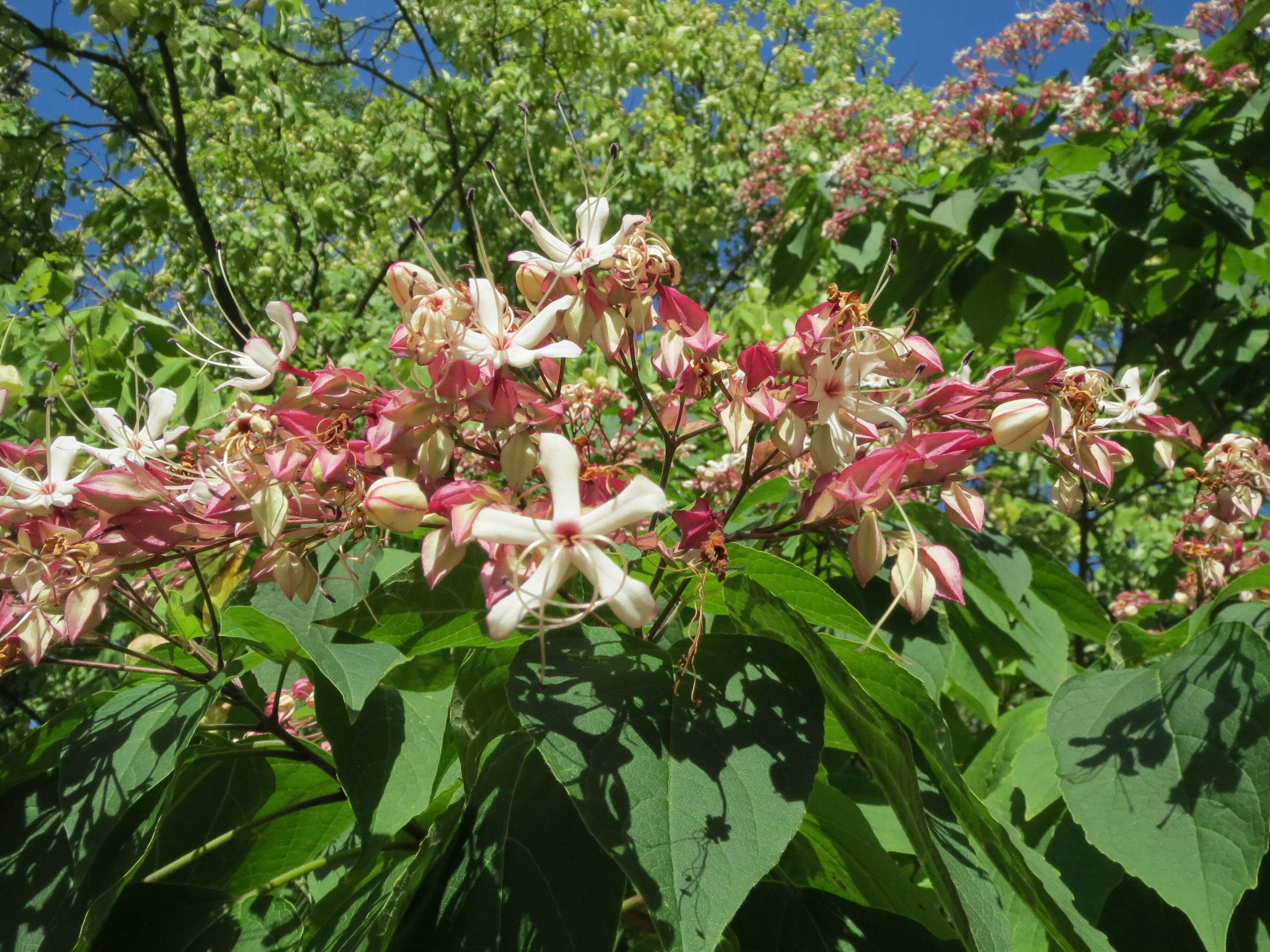 Image of Harlequin Glorybower