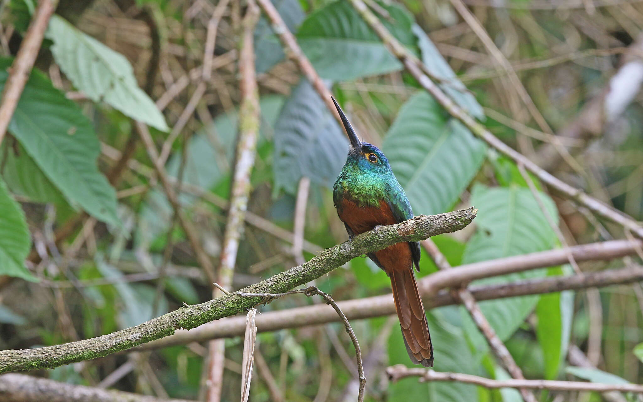 Image of Coppery-chested Jacamar