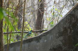 Image of Common Green Magpie