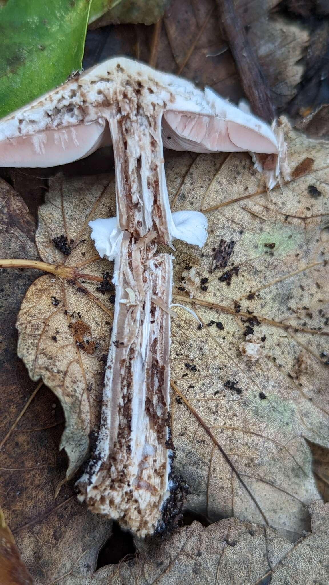 Image of Tufted Wood Mushroom