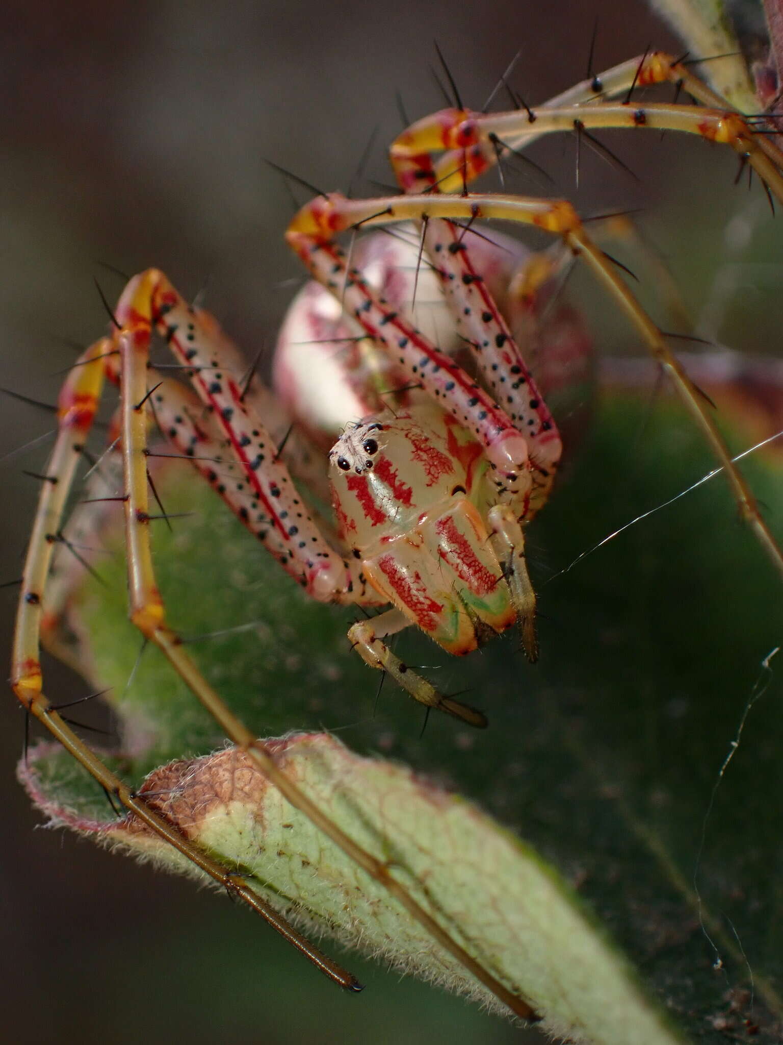 Image of Peucetia