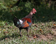 Image of Red Junglefowl