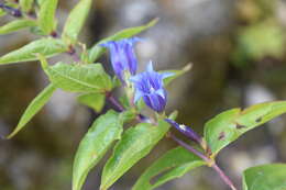 Image of Gentiana asclepiadea L.