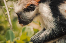 Image of Kirk's Red Colobus