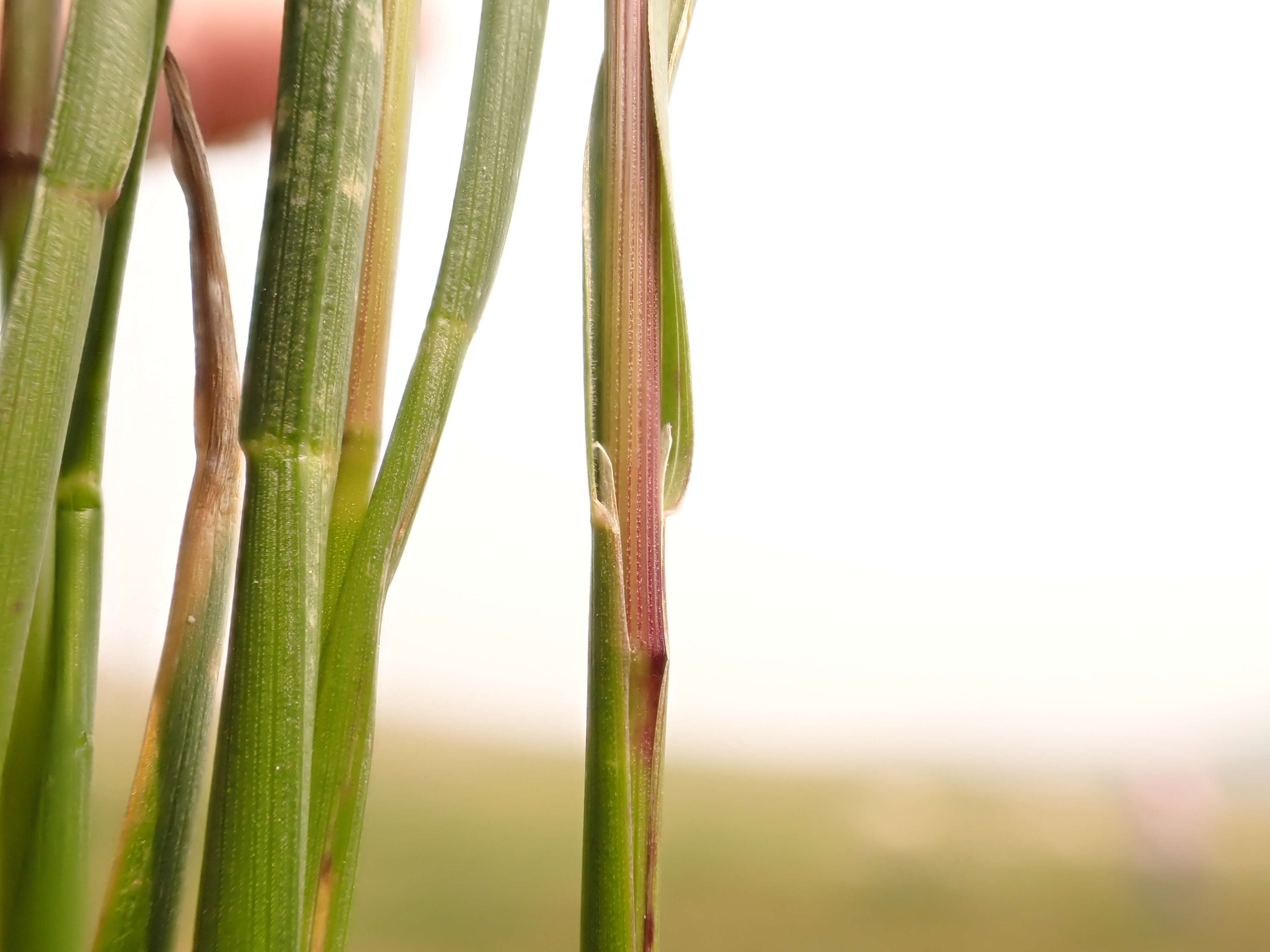 Image de Poa fendleriana (Steud.) Vasey