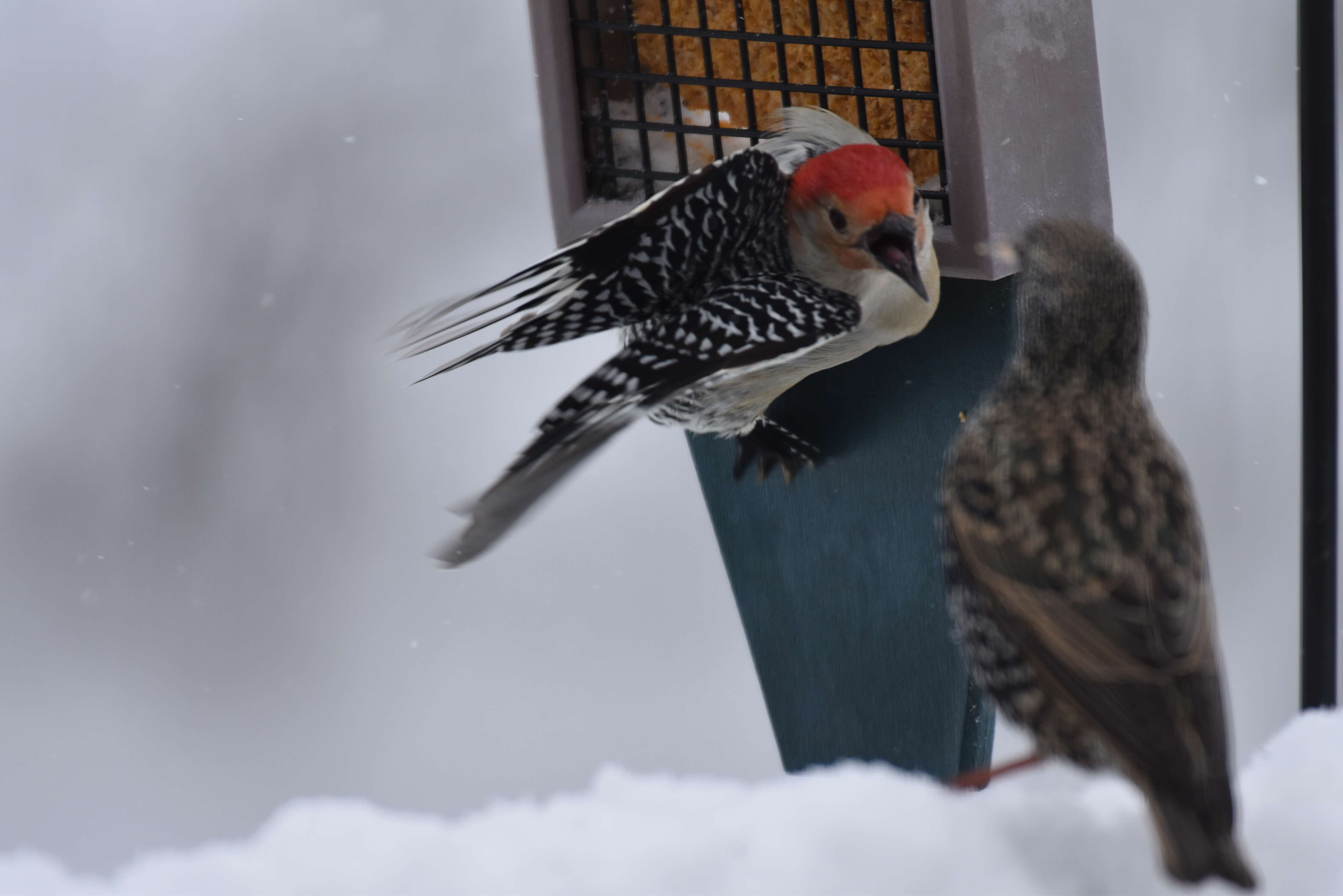 Image of Red-bellied Woodpecker