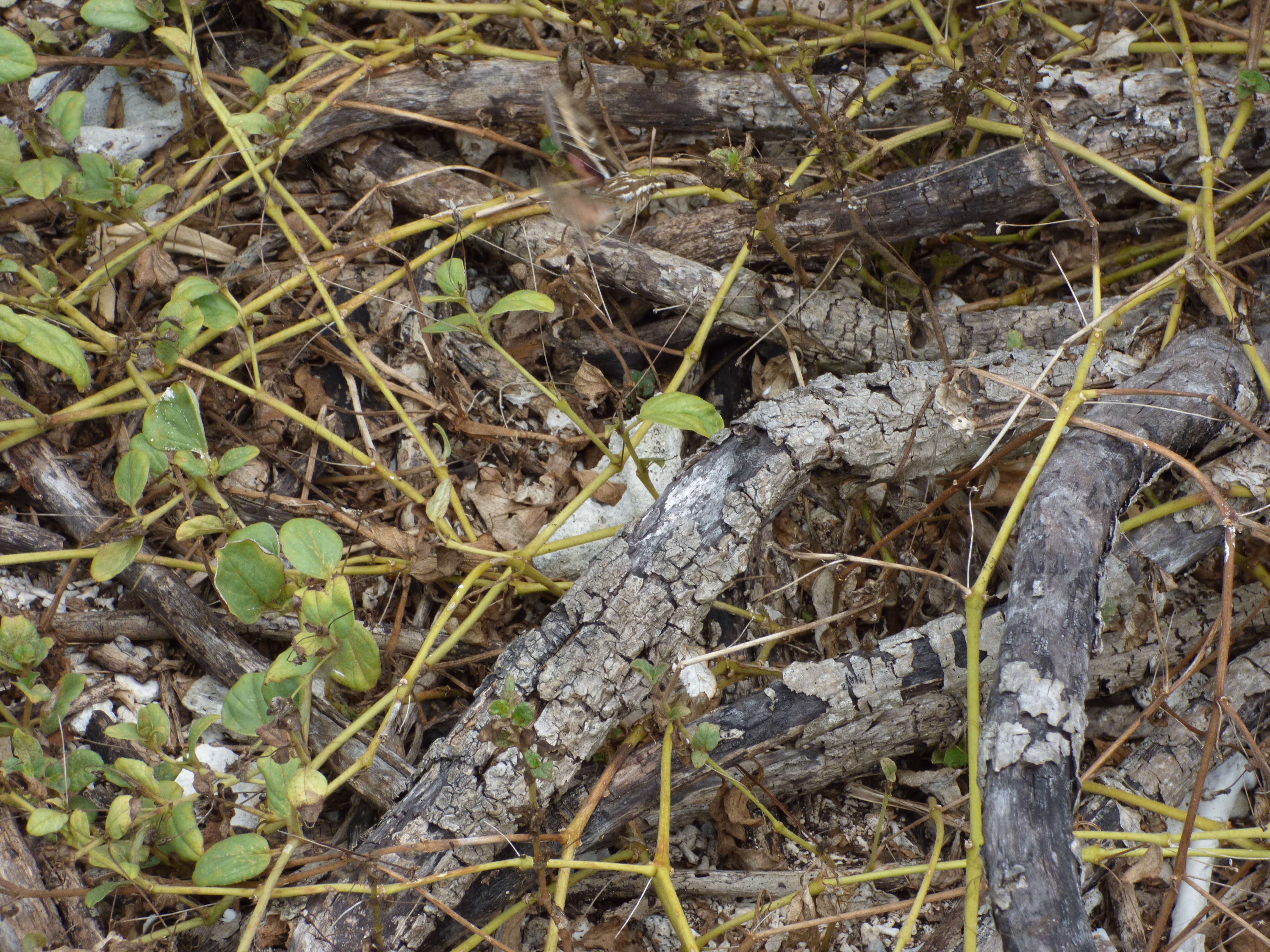 Image of White-lined Sphinx