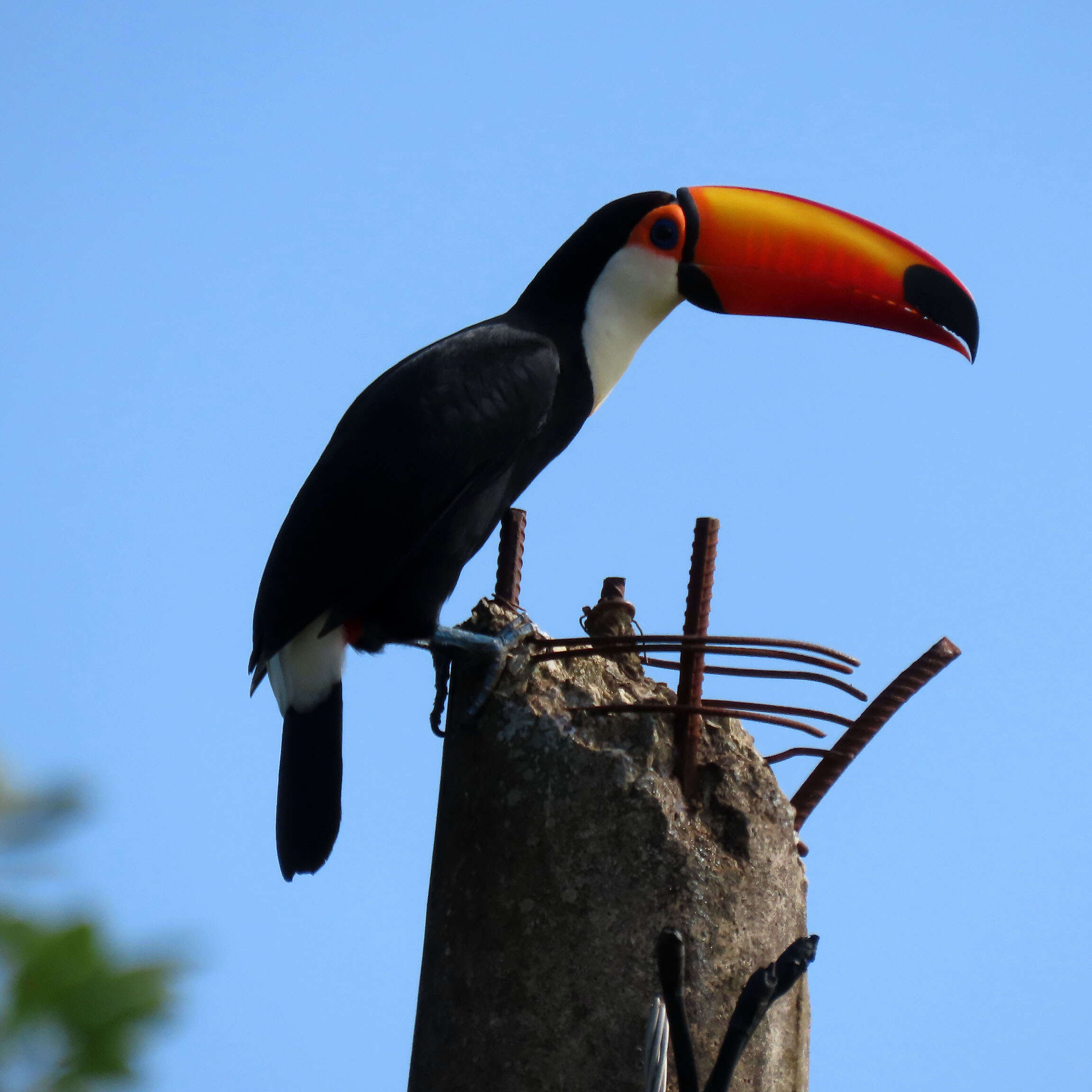 Image of Toco Toucan