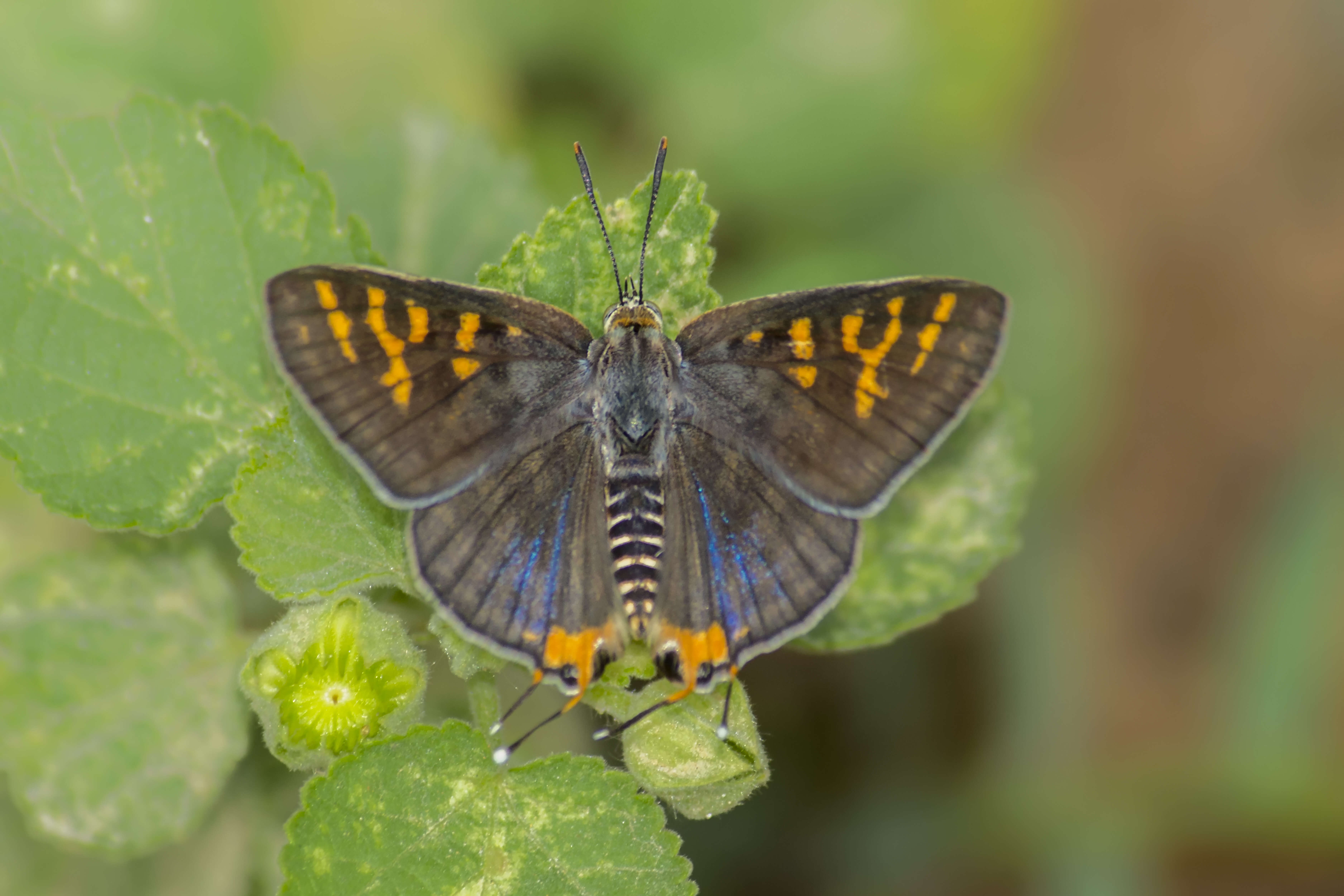 Слика од Cigaritis schistacea