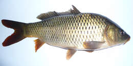 Image of common carp, carp