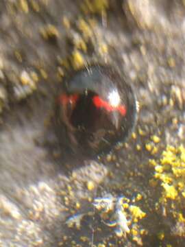 Image of heather ladybird