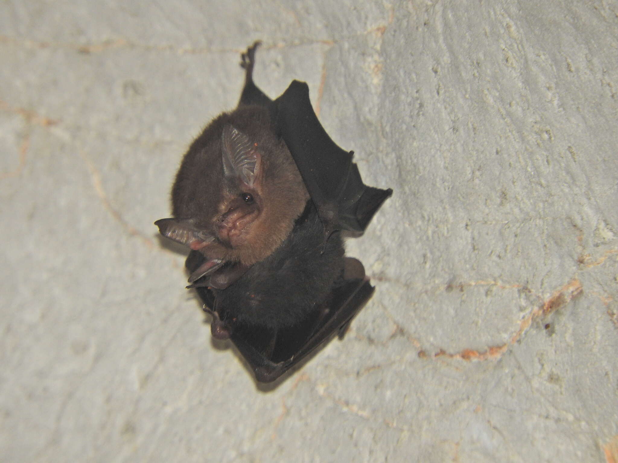 Image of Thomas's Sac-winged Bat