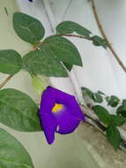 Image of Thunbergia battiscombei Turrill