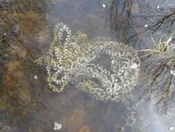 Image of American Toad