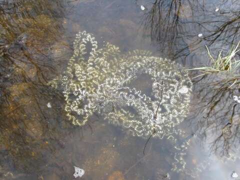 Image de Anaxyrus americanus (Holbrook 1836)