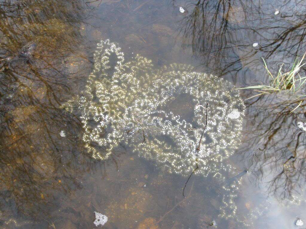 Image of American Toad