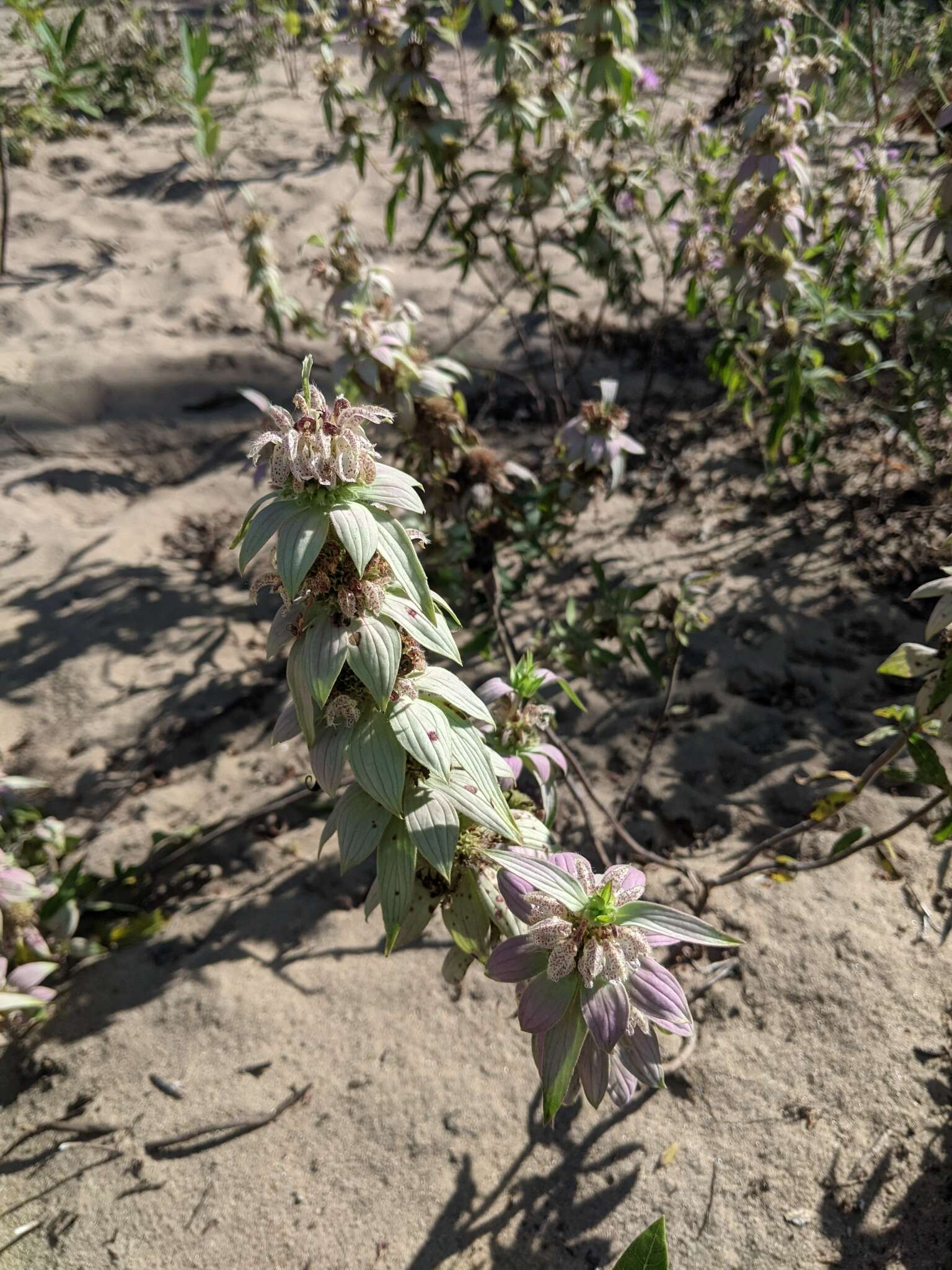 Image of spotted beebalm