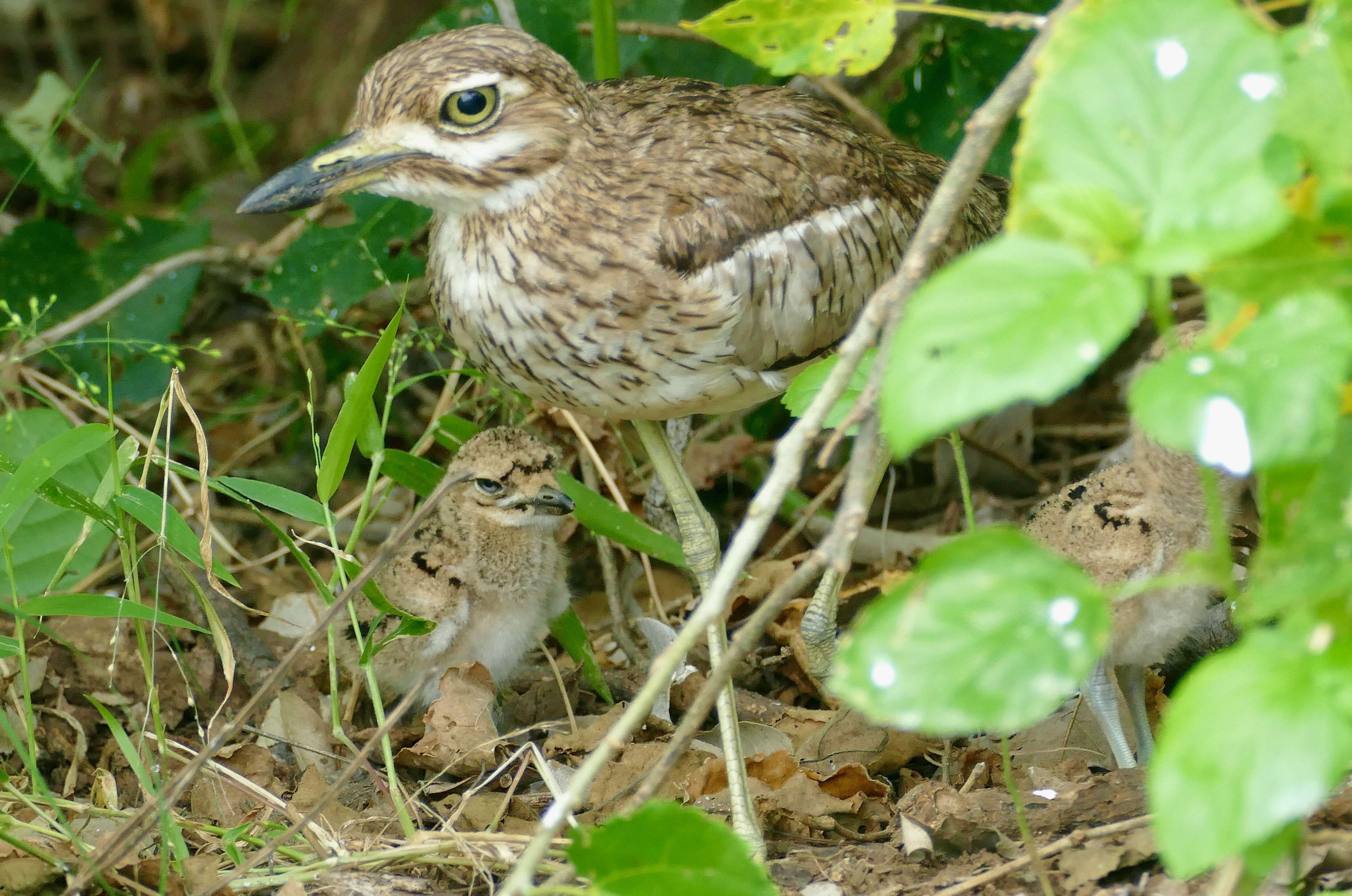 Image of Water Dikkop