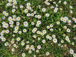 Image of Oxeye Daisy