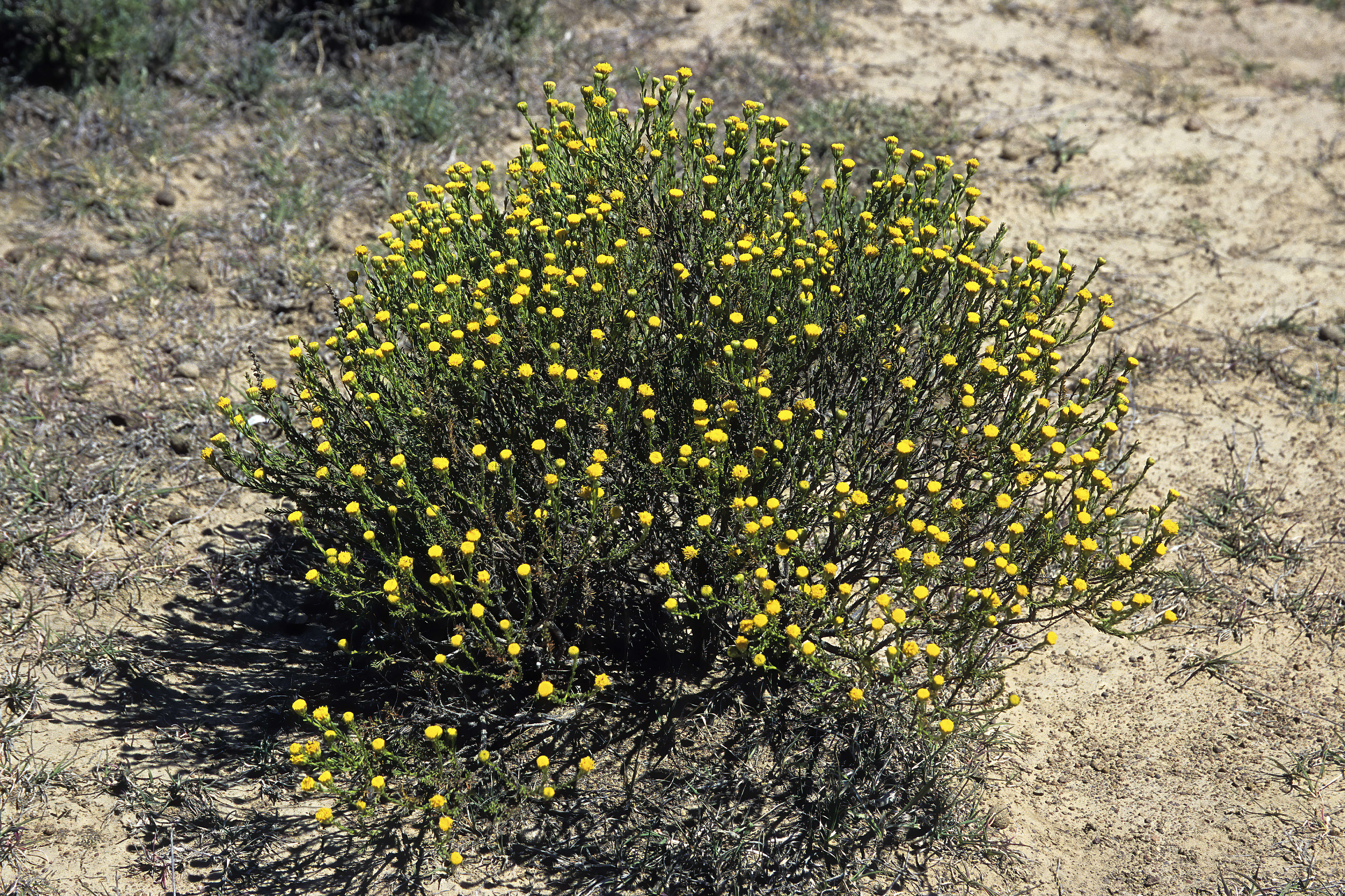 Слика од Chrysocoma ciliata L.