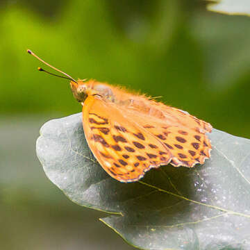 Imagem de Argynnis paphia Linnaeus 1758