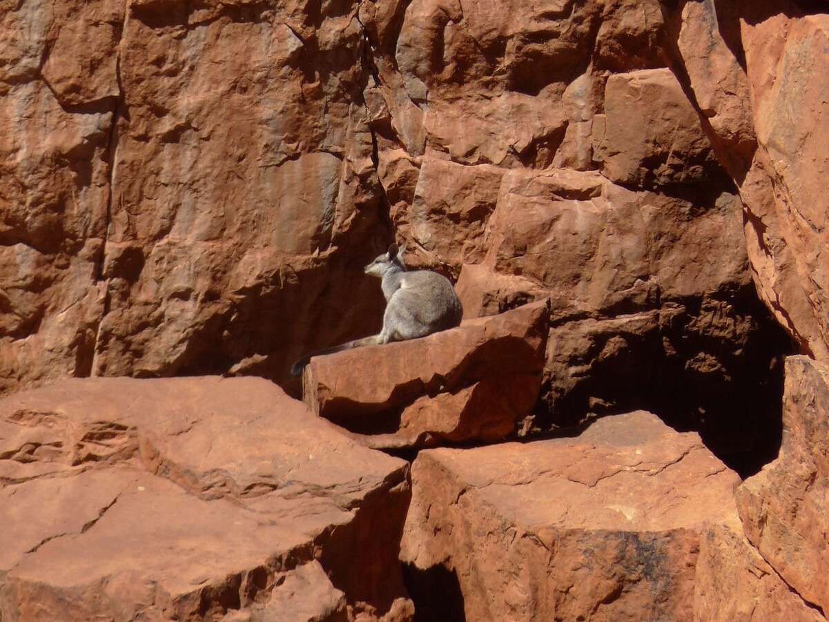 Image of Black-flanked Rock Wallaby