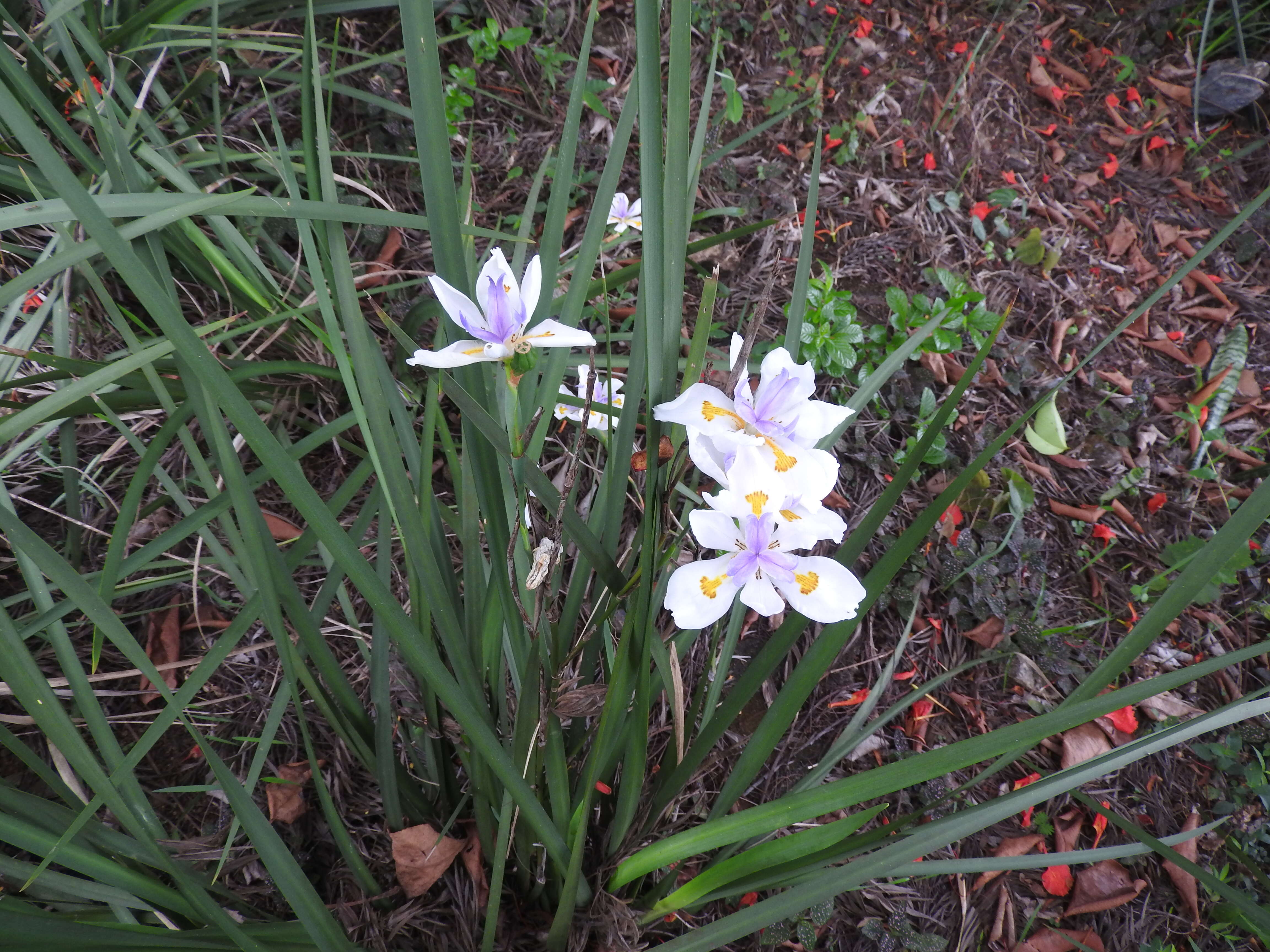 Image of Wild iris