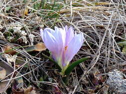 Image of Colchicum bulbocodium Ker Gawl.