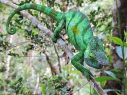 Image of Parson's Chameleon