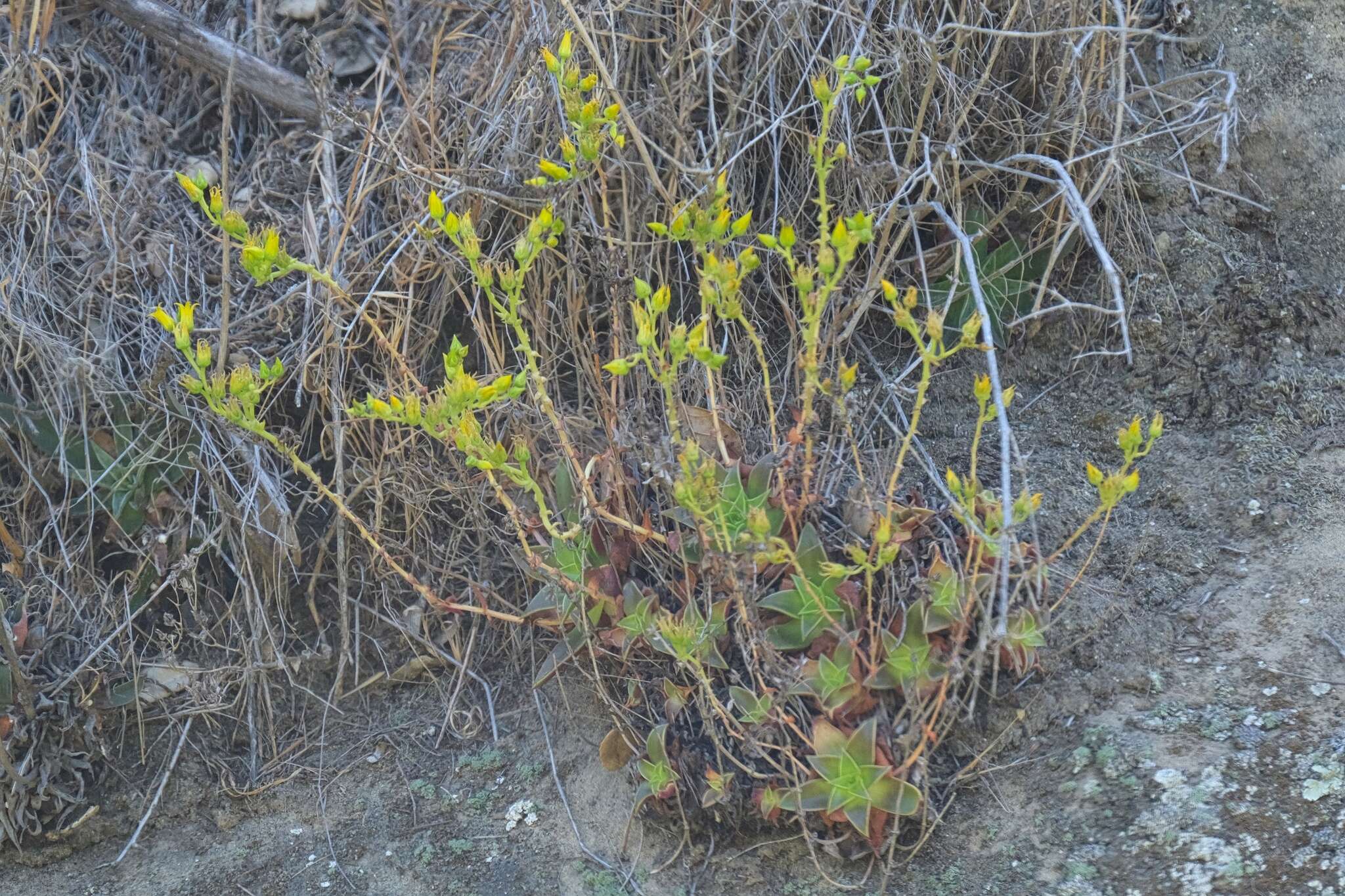 Imagem de Dudleya stolonifera Moran