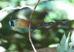 Image de Motmot caraïbe