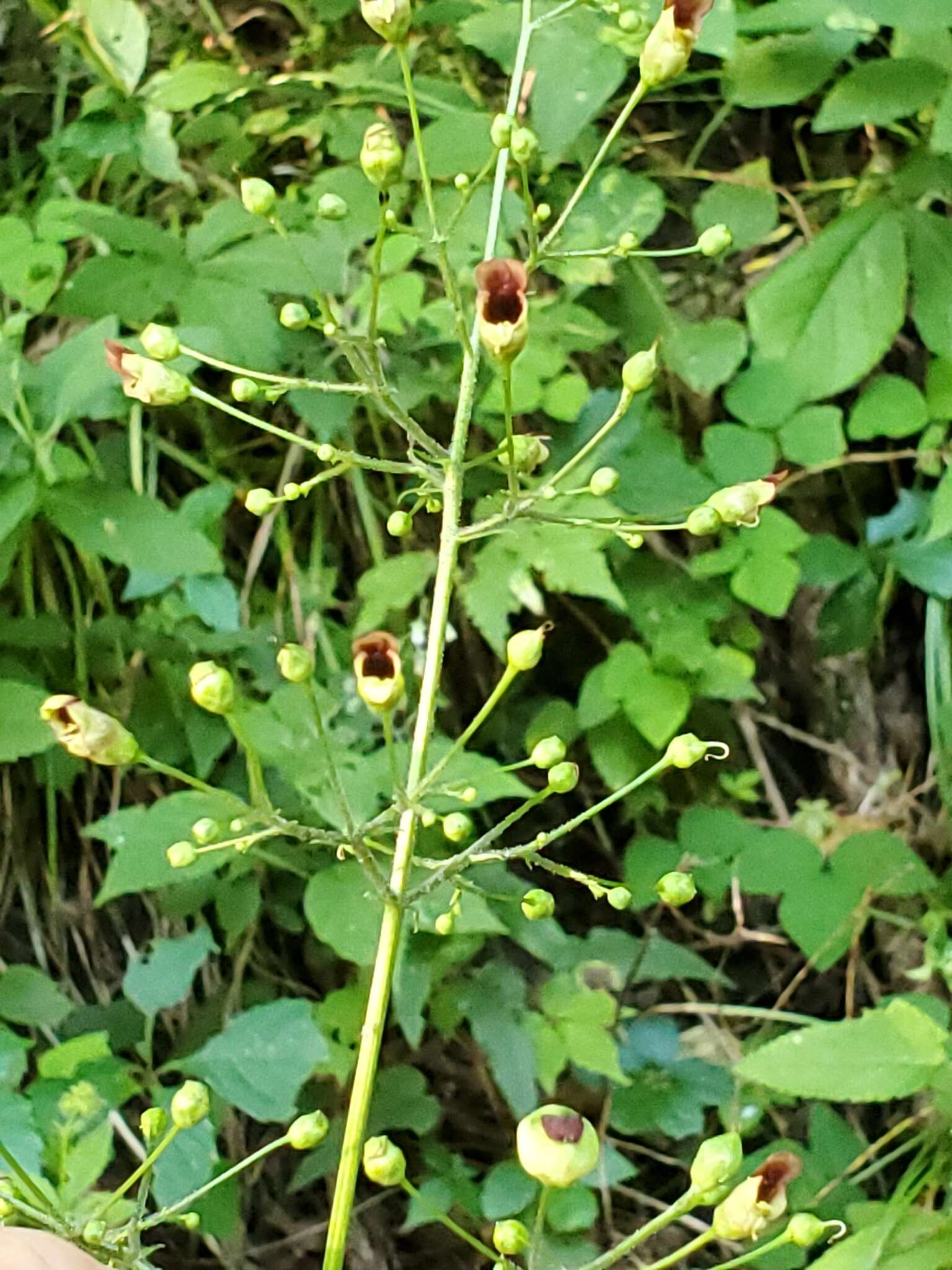 Image de Scrophularia marilandica L.