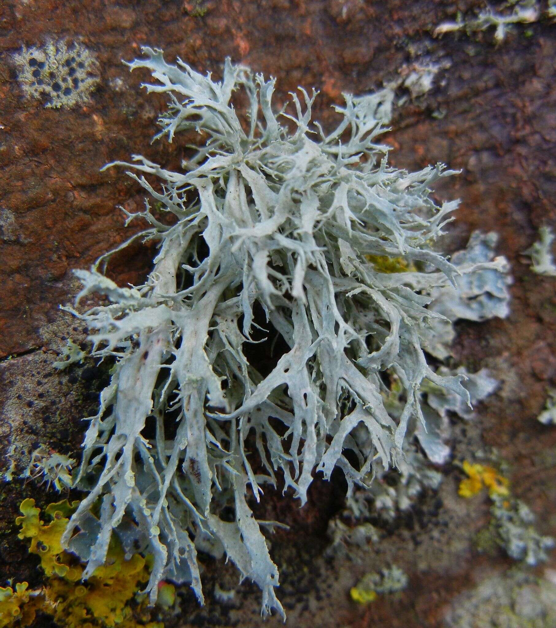 Imagem de Ramalina farinacea (L.) Ach.