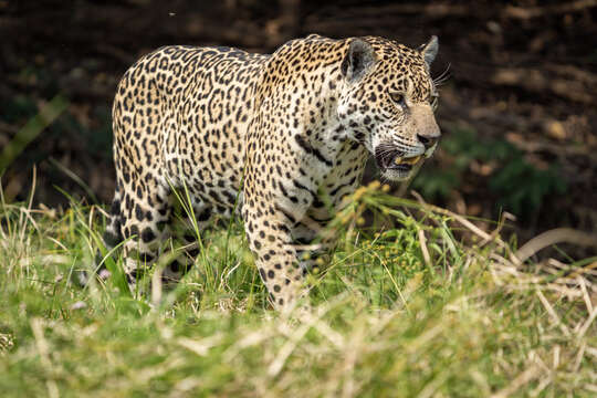 Imagem de Panthera onca palustris (Ameghino 1888)