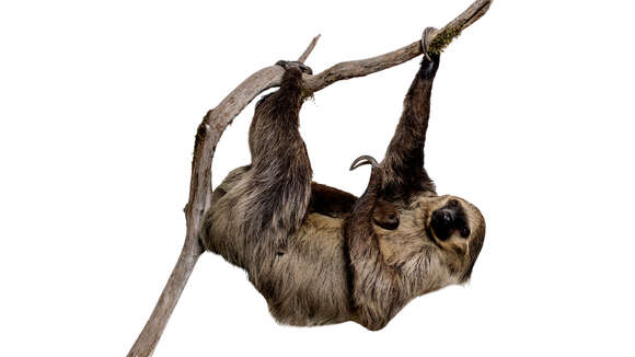 Image of two-toed sloths