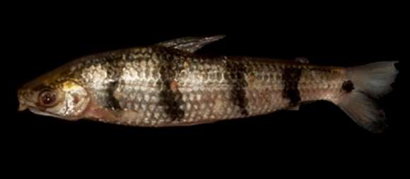 Image of Characin