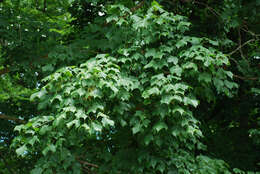 Image of Black Maple