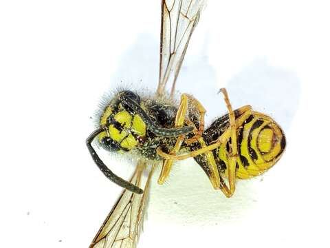 Image of Common wasp